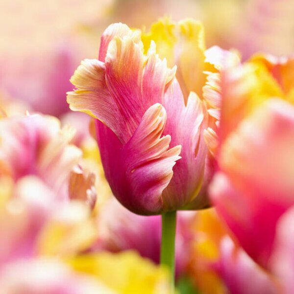 Fotografija Close-up tulips, Helaine Weide, (40 x 40 cm)