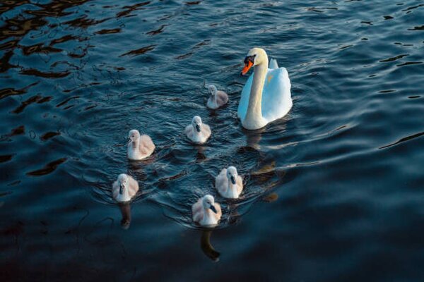 Fotografija Urban Mute Swan newly hatched family, CHUNYIP WONG, (40 x 26.7 cm)