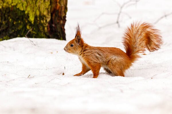Fotografija beautiful squirrel on the snow eating a nut, Minakryn Ruslan, (40 x 26.7 cm)