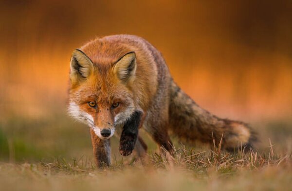Umjetnička fotografija Portrait of red fox standing on grassy field, Wojciech Sobiesiak / 500px, (40 x 26.7 cm)