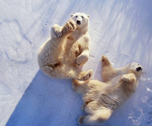Umjetnička fotografija Polar bears lying on backs,, George Lepp, (40 x 35 cm)