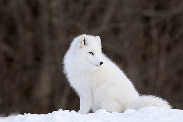 Fotografija Portrait of Arctic Fox, Adria  Photography, (40 x 26.7 cm)