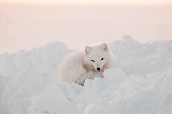 Umjetnička fotografija Arctic white fox close-up. Arctic fox, Oksana Stasenko, (40 x 26.7 cm)
