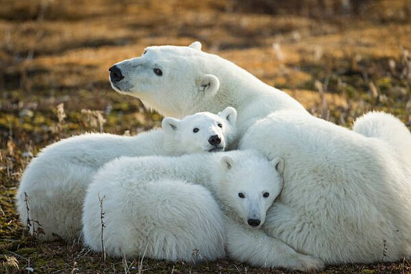 Fotografija Polar Bear and Cubs by Hudson, Paul Souders, (40 x 26.7 cm)