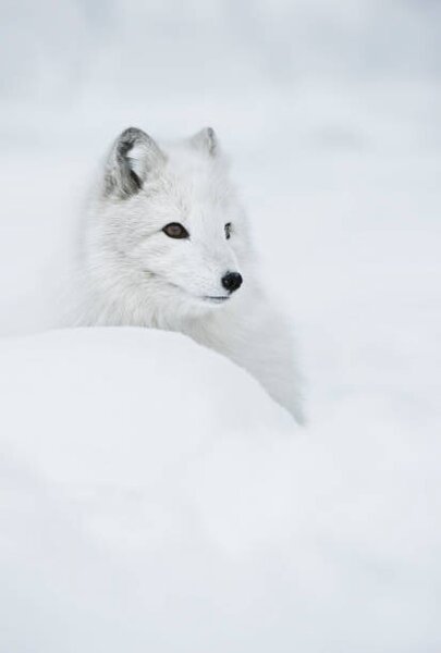 Umjetnička fotografija An arctic fox in the snow., Andy Astbury, (26.7 x 40 cm)