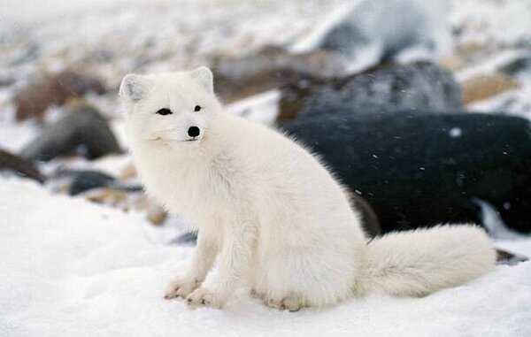 Fotografija Arctic fox in winter coat, Hudson Bay, Canada, Jeff Foott, (40 x 24.6 cm)