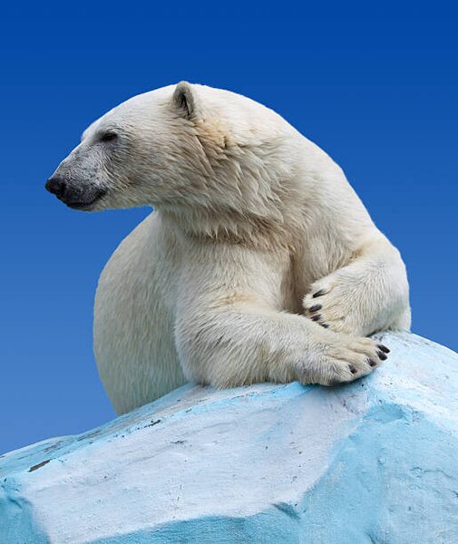 Umjetnička fotografija Polar bear on a rock against blue sky, JackF, (35 x 40 cm)
