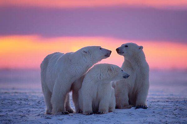 Fotografija Polar bear with yearling cubs, JohnPitcher, (40 x 26.7 cm)