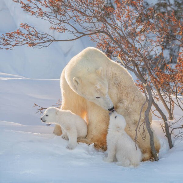Umjetnička fotografija Two polar bears play fight,Wapusk National, Hao Jiang / 500px, (40 x 40 cm)