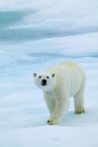 Umjetnička fotografija Polar Bear on Sea Ice, Sniffing the Air, Hans Strand, (26.7 x 40 cm)