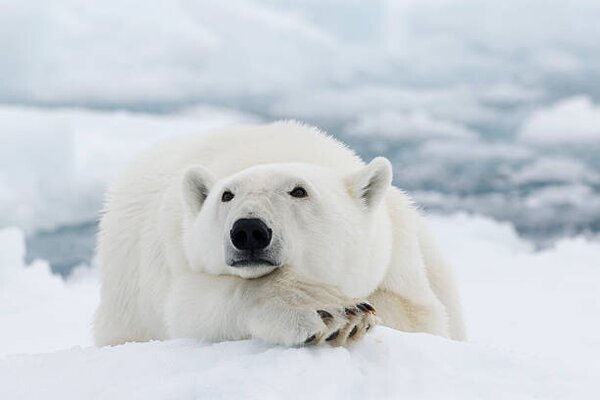 Umjetnička fotografija Polar bear, dagsjo, (40 x 26.7 cm)