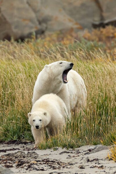 Umjetnička fotografija Polar Bear mother and cub, sow and cub, Stan Tekiela Author / Naturalist / Wildlife Photographer, (26.7 x 40 cm)