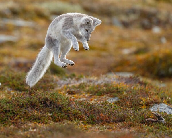 Fotografija Close-up of jumping arctic fox, Menno Schaefer / 500px, (40 x 30 cm)