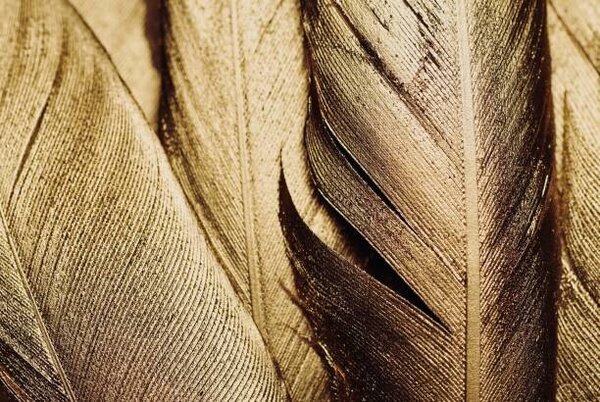 Ilustracija Close-up of Gold Leaf Feathers, Adrienne Bresnahan, (40 x 26.7 cm)