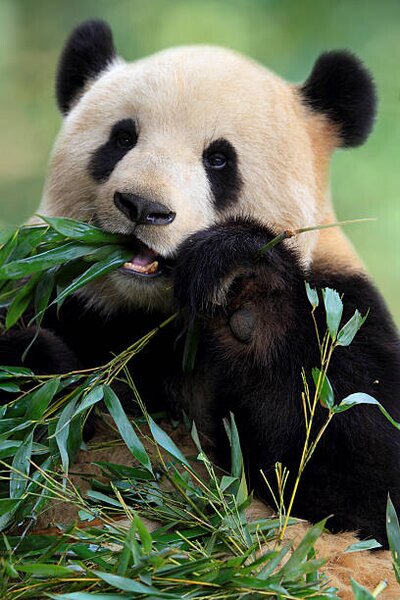 Fotografija Cute Panda, TianYuanOnly, (26.7 x 40 cm)