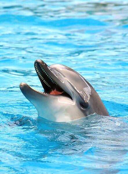 Fotografija Dolphin open mouth, IMNATURE, (30 x 40 cm)