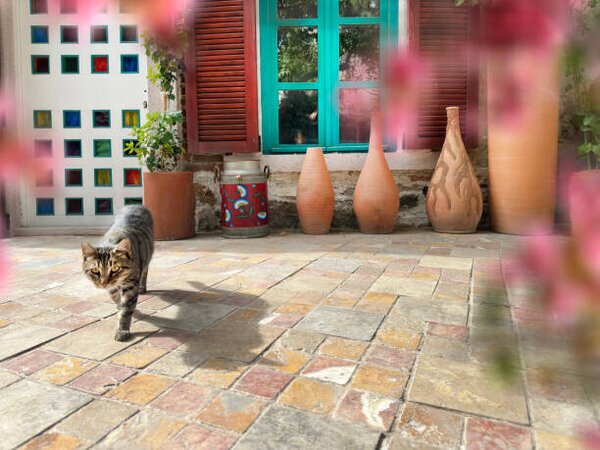 Fotografija Cute domestic cat by house front door, imagedepotpro, (40 x 30 cm)