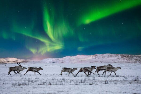 Umjetnička fotografija Wild reindeer on the tundra on, Anton Petrus, (40 x 26.7 cm)
