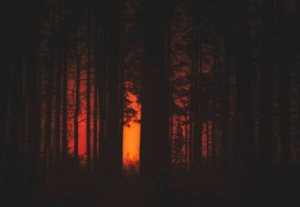 Umjetnička fotografija Forest Fire, Milamai, (40 x 26.7 cm)