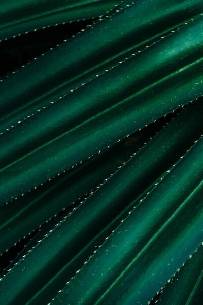 Umjetnička fotografija Close up of thorny green leaves, Olena Malik, (26.7 x 40 cm)