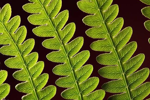 Fotografija Bracken Fern Leaf, weisschr, (40 x 26.7 cm)