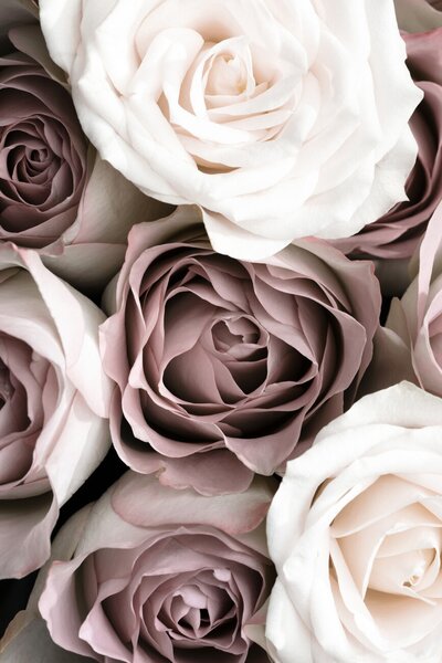 Umjetnička fotografija Roses, Studio Collection, (26.7 x 40 cm)
