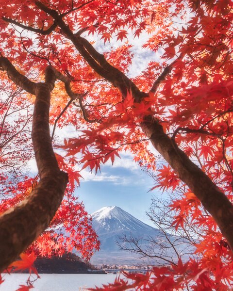 Umjetnička fotografija Mt.fuji is in the autumn leaves, Makiko Samejima, (30 x 40 cm)