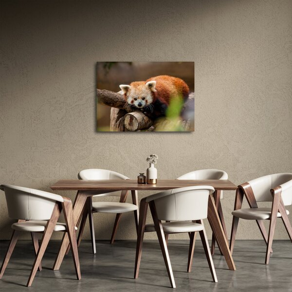 Slika crvene pande (70x50 cm)