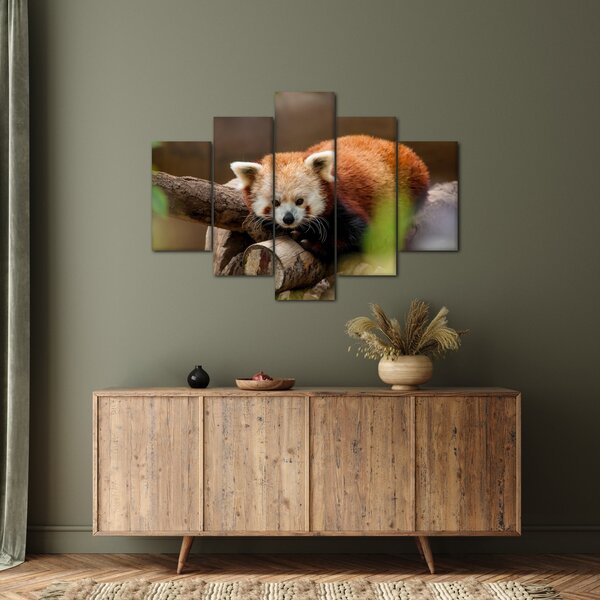 Slika crvene pande (150x105 cm)