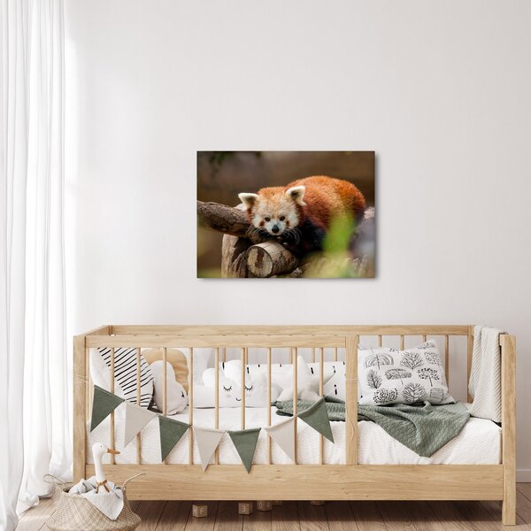 Slika crvene pande (70x50 cm)