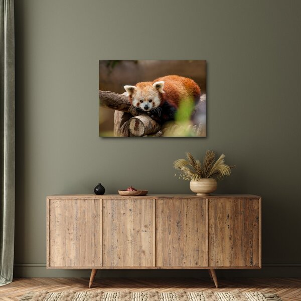 Slika crvene pande (70x50 cm)