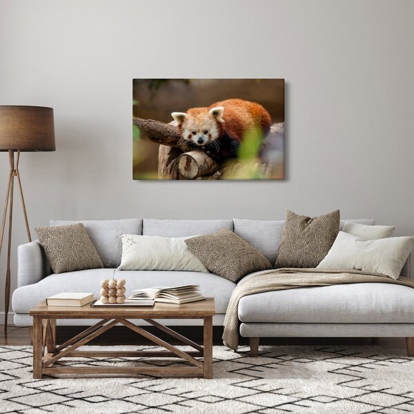 Slika crvene pande (90x60 cm)
