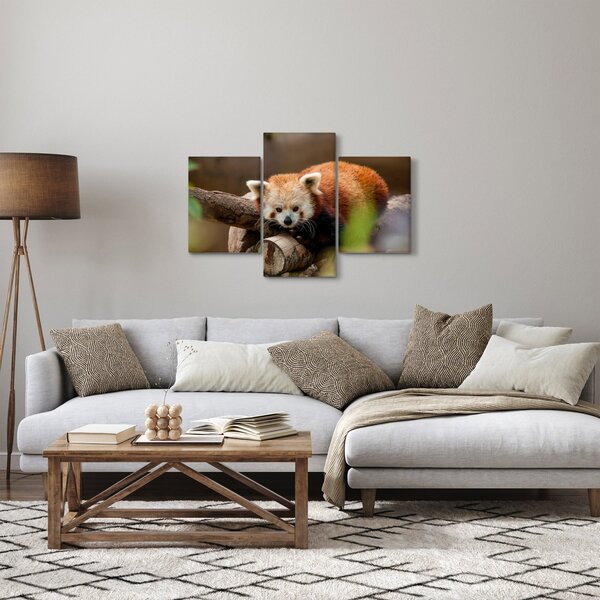 Slika crvene pande (90x60 cm)