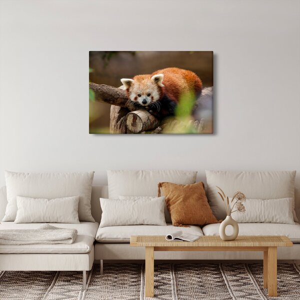 Slika crvene pande (90x60 cm)