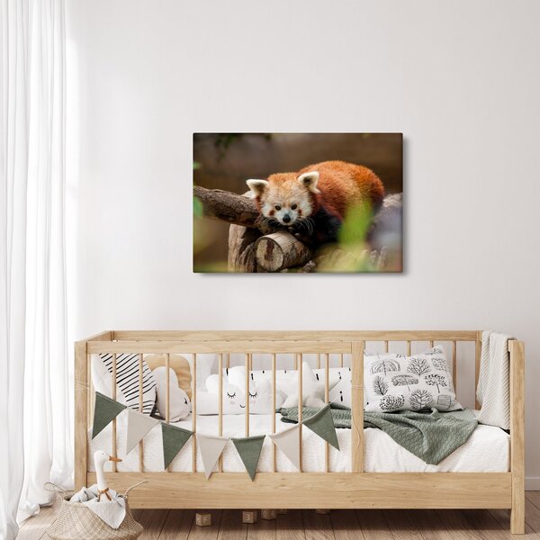 Slika crvene pande (90x60 cm)