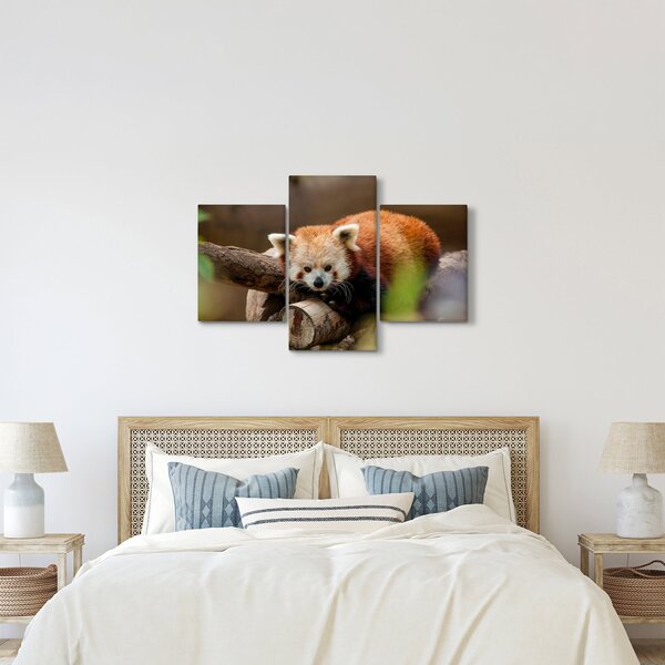 Slika crvene pande (90x60 cm)