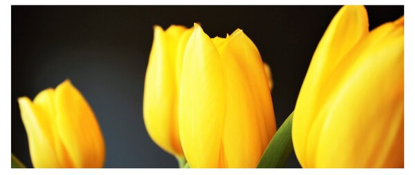 Slika tulipana (120x50 cm)