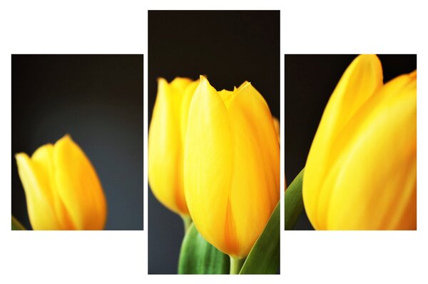 Slika tulipana (90x60 cm)