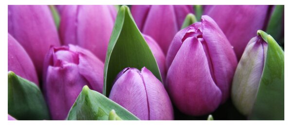 Slika - cvijeće tulipana (120x50 cm)