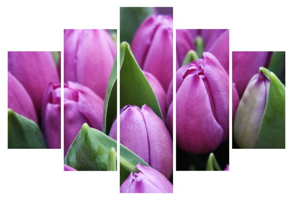 Slika - cvijeće tulipana (150x105 cm)