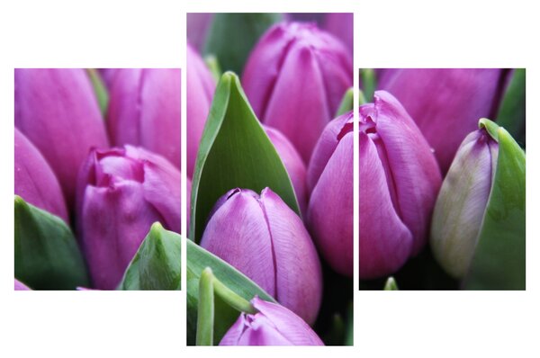 Slika - cvijeće tulipana (90x60 cm)