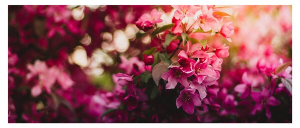 Slika cvijetova procvalog grma (120x50 cm)