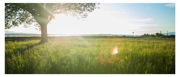 Slika ljetne livade (120x50 cm)