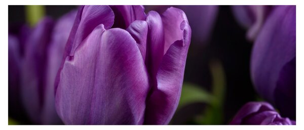 Slika cvjetova tulipana (120x50 cm)