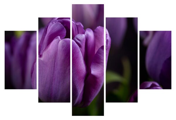 Slika cvjetova tulipana (150x105 cm)