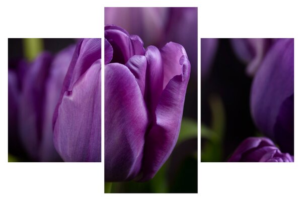Slika cvjetova tulipana (90x60 cm)