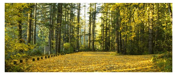 Slika - šuma u jesen (120x50 cm)