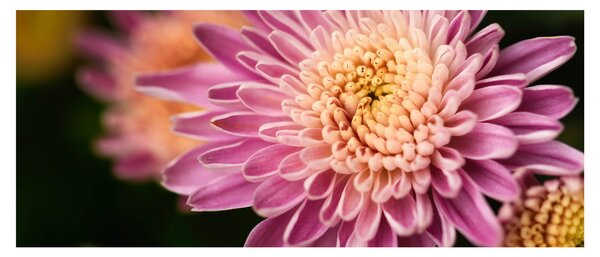 Slika cvijeta izbliza (120x50 cm)