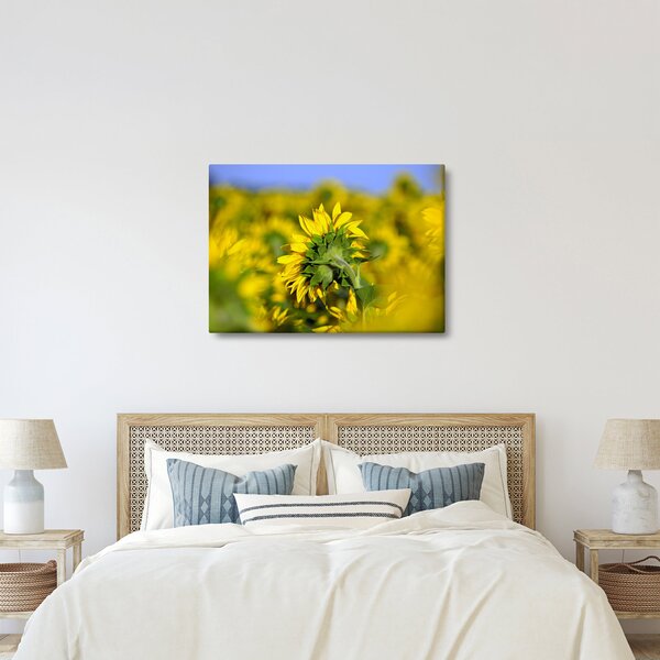 Slika suncokreta (70x50 cm)