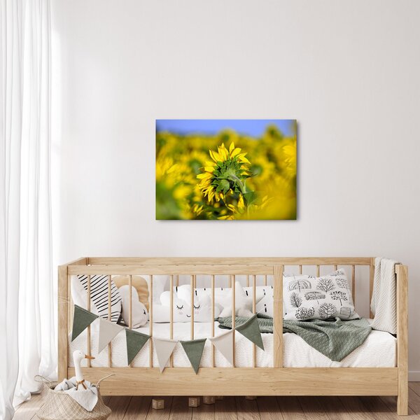 Slika suncokreta (70x50 cm)